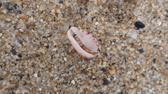 Notocypraea comptonii