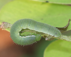 Eurema hecabe hecabe