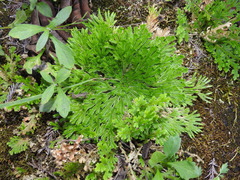 Selaginella pilifera