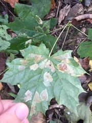 Phyllonorycter joannisi