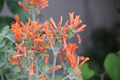 Dicliptera suberecta