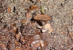 Sclerotinia