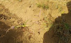 Centaurea scabiosa adpressa