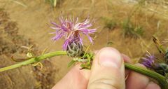 Centaurea scabiosa adpressa