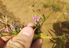 Centaurea scabiosa adpressa
