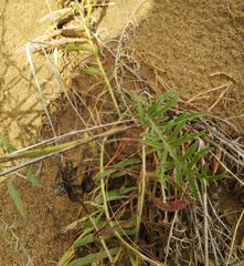 Centaurea scabiosa adpressa