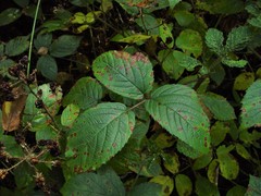 Rubus distractiformis