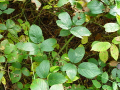 Rubus distractiformis