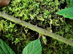 Rubus distractiformis