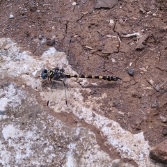 Paragomphus reinwardtii