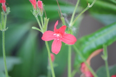 Ruellia elegans