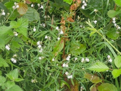 Linaria repens