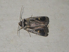 Proteuxoa chrysospila