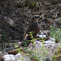 Cercotrichas coryphoeus coryphoeus