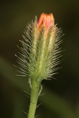 Hypochaeris achyrophorus