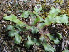 Marchantiaceae