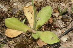 Hypochaeris achyrophorus