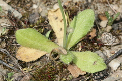 Hypochaeris achyrophorus