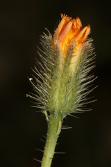 Hypochaeris achyrophorus