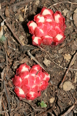 Cytinus ruber
