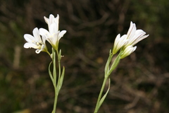 Gagea graeca