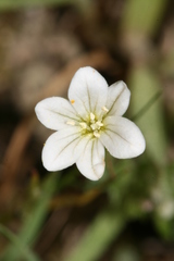 Gagea graeca