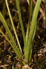 Gagea graeca