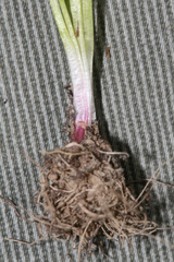 Gagea graeca
