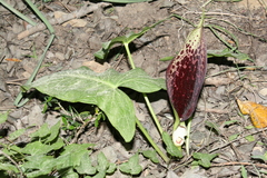 Arum dioscoridis