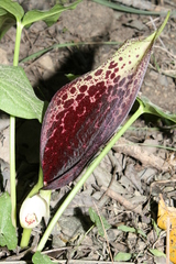 Arum dioscoridis