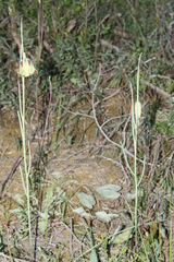 Fritillaria acmopetala