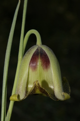 Fritillaria acmopetala