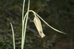 Fritillaria acmopetala