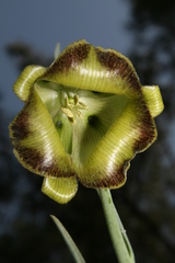 Fritillaria acmopetala