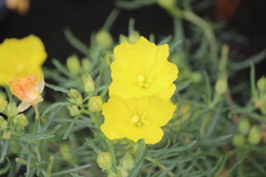 Oenothera berlandieri pinifolia