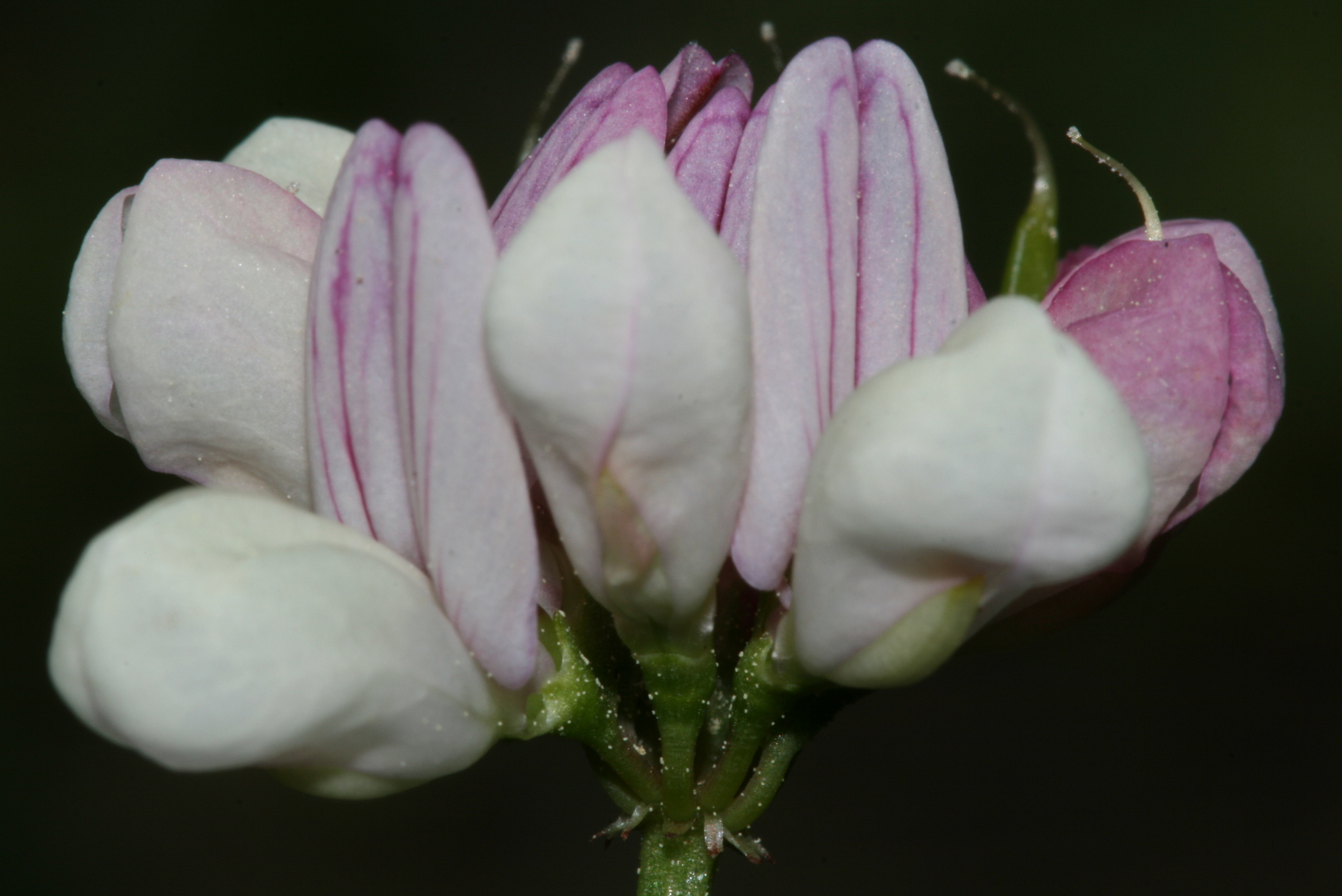 Securigera cretica