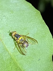 Bactrocera bryoniae
