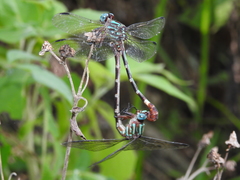 Erpetogomphus constrictor