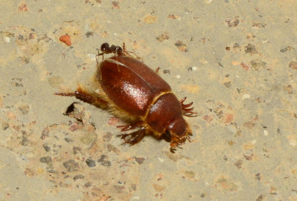 Chaetocanthinae
