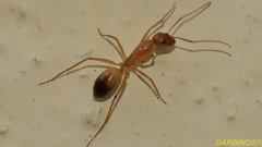 Camponotus baldaccii