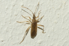 Dicranocephalus