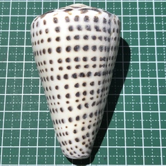 Conus leopardus