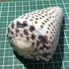 Conus leopardus