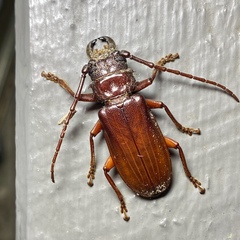 Cacodacnus planicollis