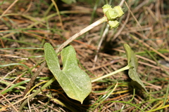 Arisarum vulgare vulgare