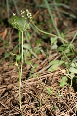 Scaligeria napiformis