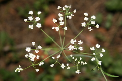 Scaligeria napiformis