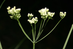 Scaligeria napiformis