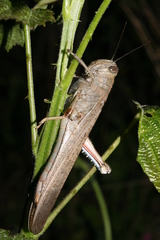 Anacridium aegyptium