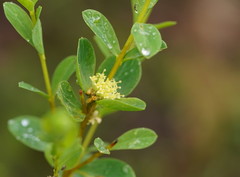 Pimelea flava flava